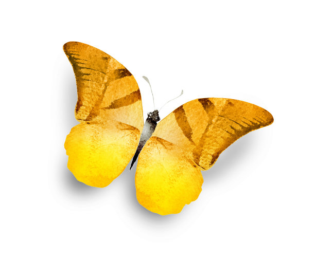 彩色水彩画蝴蝶，孤立在白色的背景上图片下载