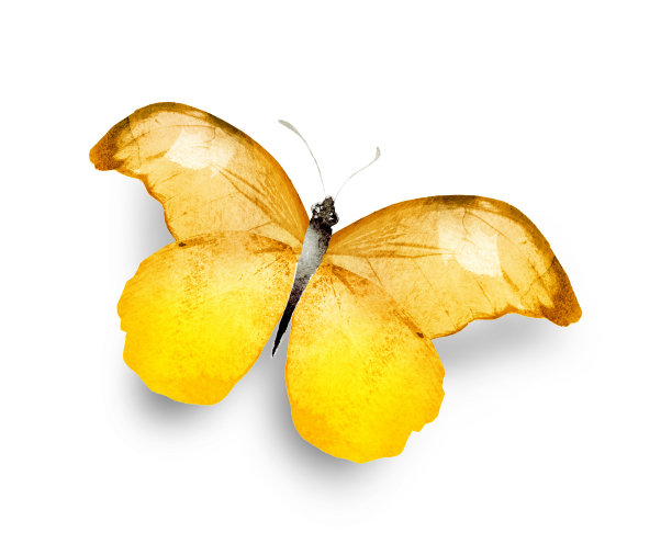 彩色水彩画蝴蝶，孤立在白色的背景上图片下载