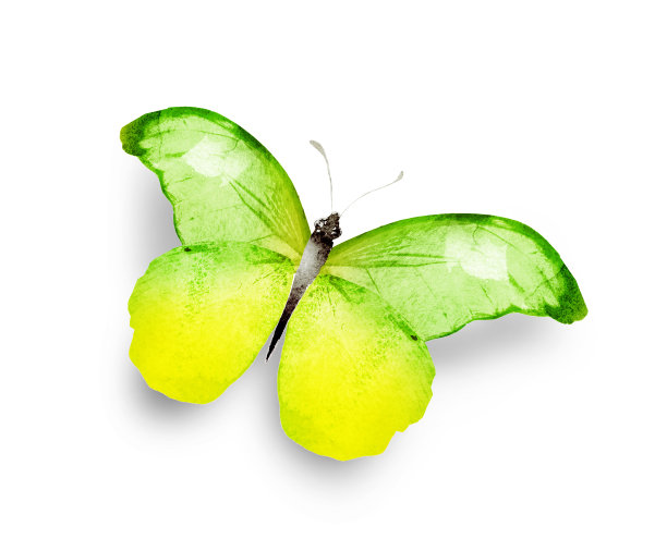 彩色水彩画蝴蝶，孤立在白色的背景上图片下载