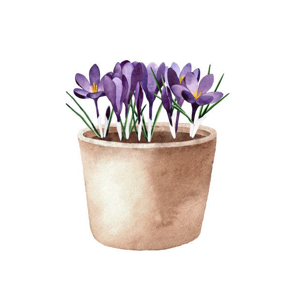 水彩画手紫色番红花在陶罐。春天的花束插图孤立在白色背景。图片下载