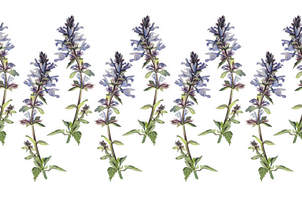 无缝边缘水彩肺草在白色背景。手绘春夏蓝紫花。创意边界贴纸花店或包装。壁纸或写生簿和卡片的框架图片下载