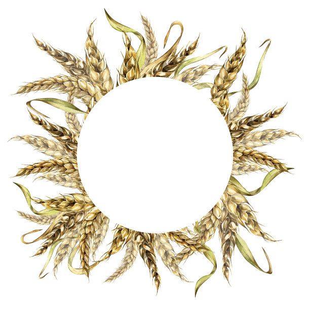 小麦穗圈，大麦水彩插图孤立在白色背景。图片下载