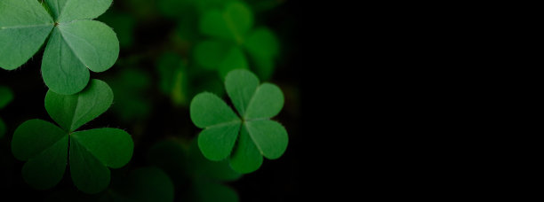 绿色背景以三叶草为主，爱尔兰幸运四叶草为圣帕特里克节的节日标志。图片下载