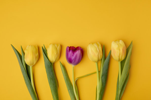 一朵独一无二的紫色郁金香图片下载