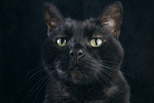 黑猫的脸特写图片下载
