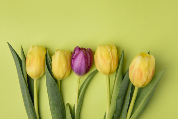 一朵紫色郁金香从人群中脱颖而出图片下载