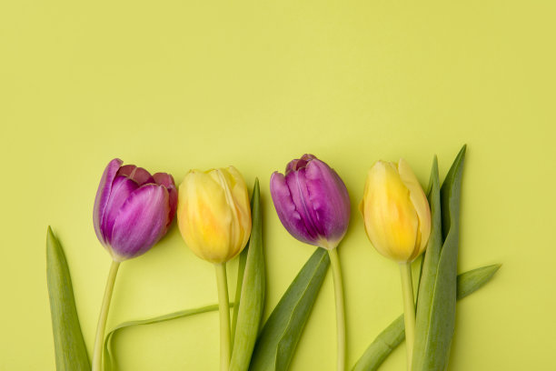 黄色和紫色的郁金香在绿色图片下载