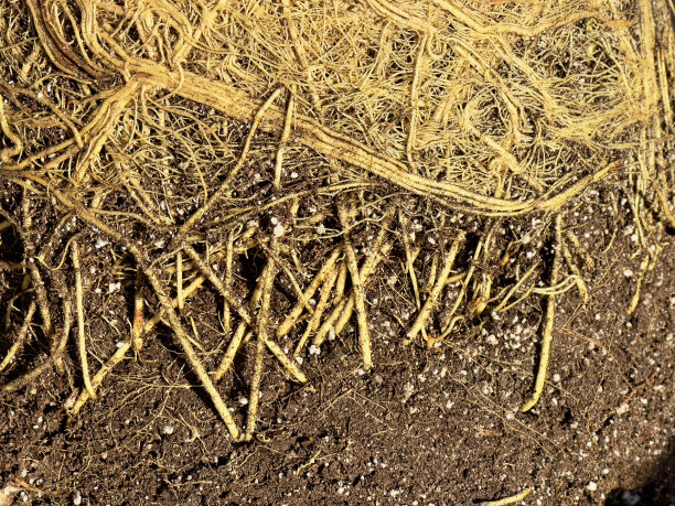 健康的植物根图片下载