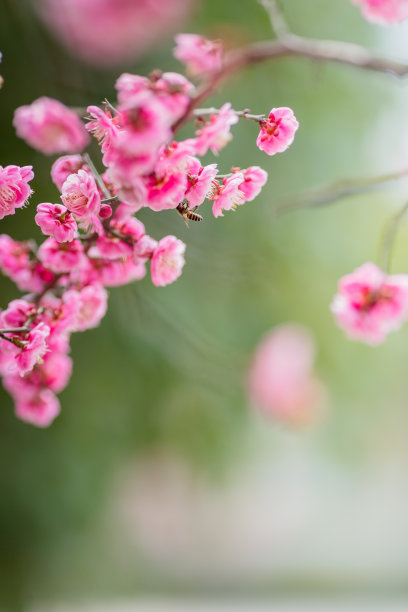 梅花图片下载