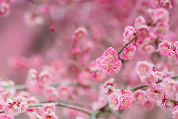 梅花图片下载