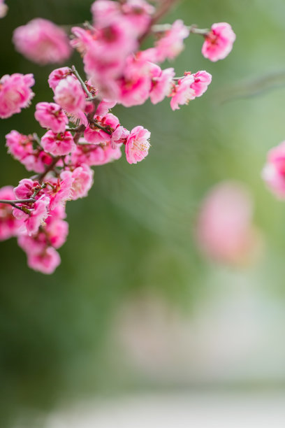 梅花图片下载