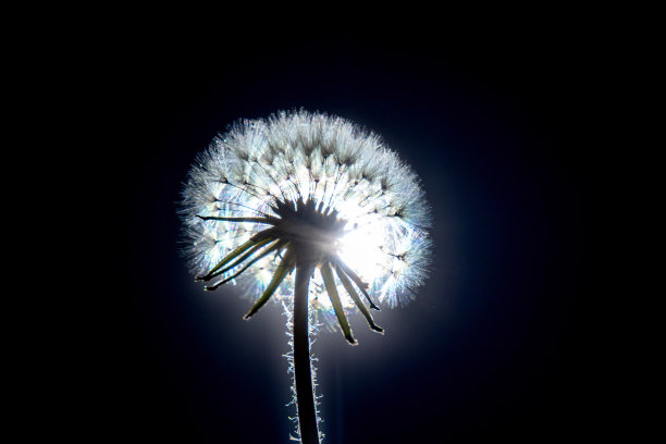 黑色背景上的蒲公英花。特写镜头。图片下载