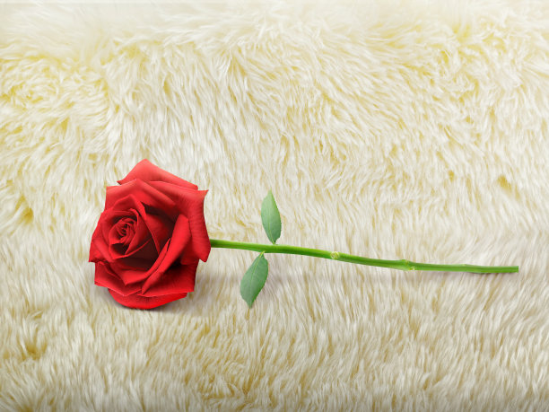 孤立的玫瑰花孤立的皮毛背景图片下载