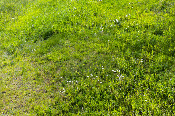 阳光明媚的夏日草坪上，蒲公英花蓬松图片下载