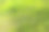 阳光明媚的夏日草坪上，蒲公英花蓬松图片下载