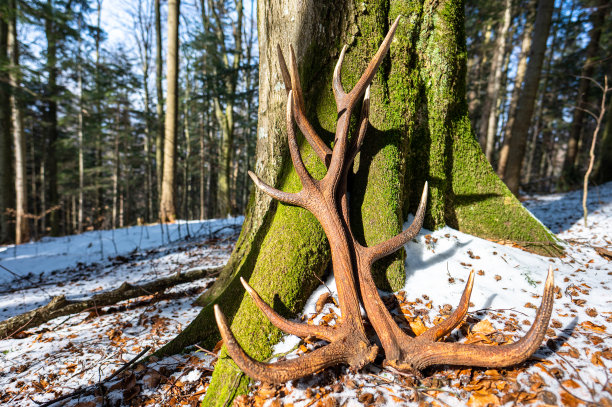 在森林里发现的一组巨大的鹿角棚。美丽的森林背景。波兰喀尔巴阡山脉。图片下载