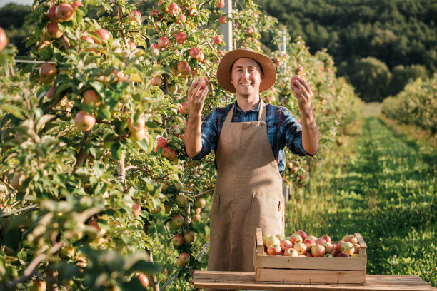 秋收时节，快乐微笑的男性农民工人在果园花园里采摘新鲜成熟的苹果。收获的时间图片下载