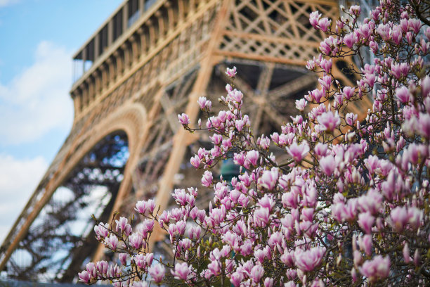 白玉兰怒放，埃菲尔铁塔高耸蓝天图片下载