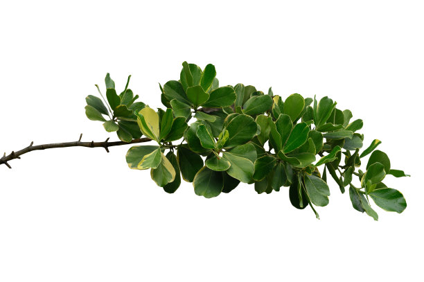 绿叶植物。白色背景上孤立的枝叶。图片下载