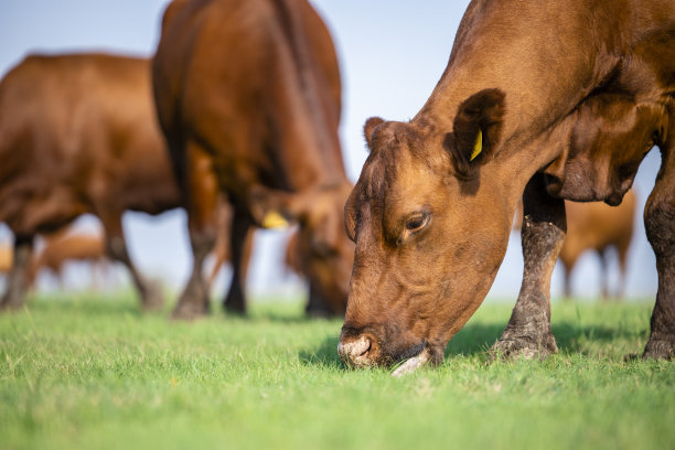 奶牛有机营养和牧场。图片下载