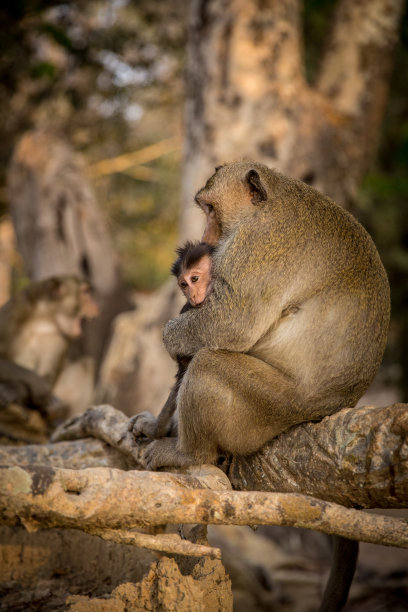 猕猴妈妈抱着她的孩子图片下载