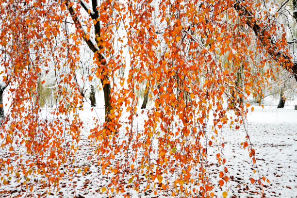 景观冬攻在城市公园，新鲜的雪在树上，五颜六色的叶子，美丽的冬季景色图片下载
