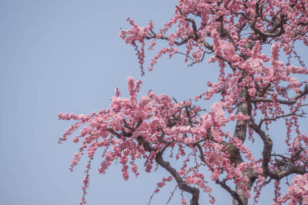 梅花图片下载