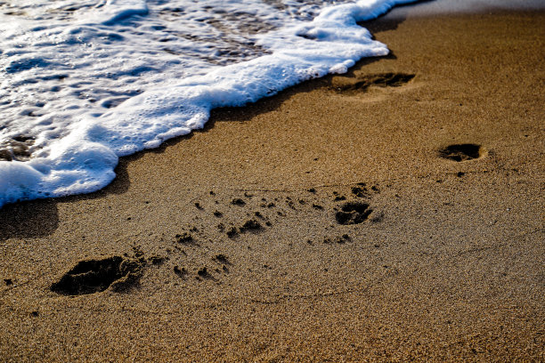 沙滩上有狗的脚印图片下载