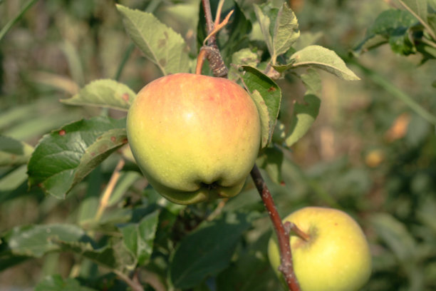 成熟的两个苹果在枝叶背景在阳光下的树枝上出版，设计，海报，日历，帖子，屏幕保护程序，壁纸，卡片，横幅，封面，网站。高质量照片图片下载