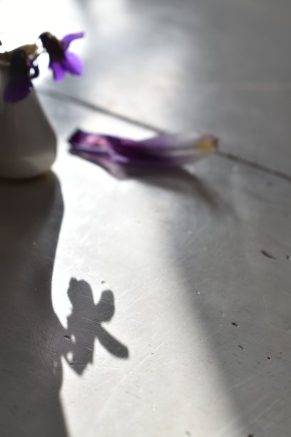 春天的花朵——生机勃勃的紫罗兰和状况不好的郁金香花瓣。图片下载