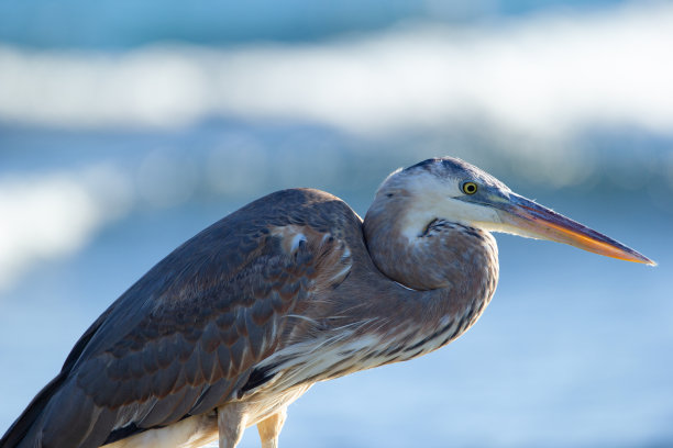 大蓝鹭的肖像在阳光灿烂的日子在海边。图片下载