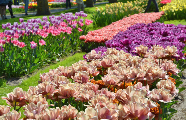 荷兰库肯霍夫花园里盛开的郁金香图片下载