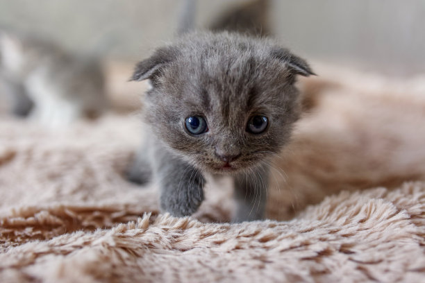 小英国短毛猫在房间里。可爱的小猫在毯子上玩耍。宠物的概念。图片下载