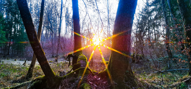 森林之光图片下载