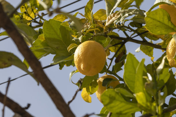 树上的柠檬图片下载