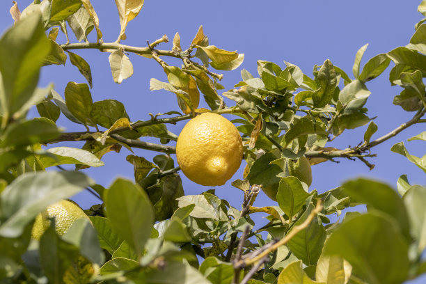 树上的柠檬图片下载