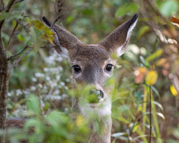 温柔的鹿眼图片下载