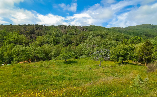 山上的树图片下载
