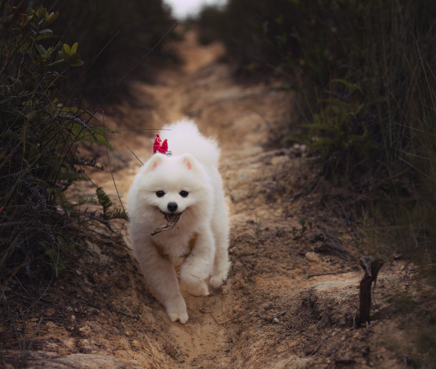有趣的照片，一只可爱的小狗嘴里叼着一根棍子朝相机跑去图片下载
