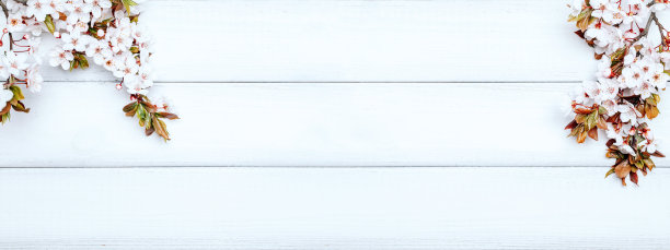 春季边界旗帜，四月花卉和春天开花自然在木制背景。开花的树枝。复活节和春季贺卡复制空间。春天。图片下载