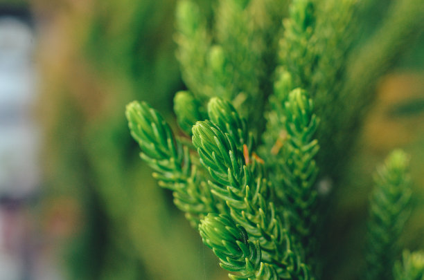 松树叶图片下载