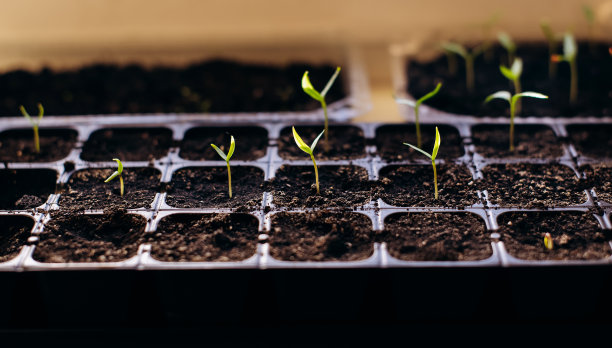黄瓜苗生长在家里窗台上的花盆里图片下载
