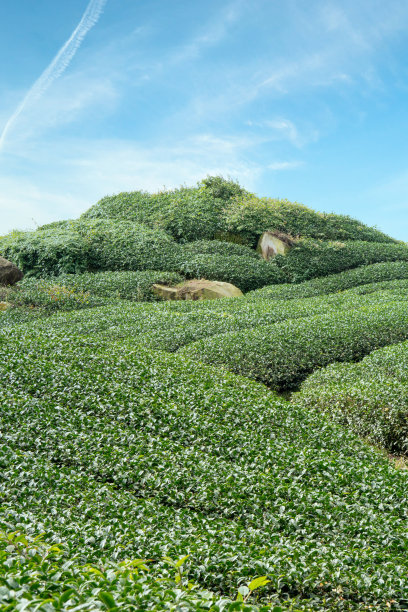 美丽绿色茶叶种植园，新鲜茶叶产品设计理念图片下载