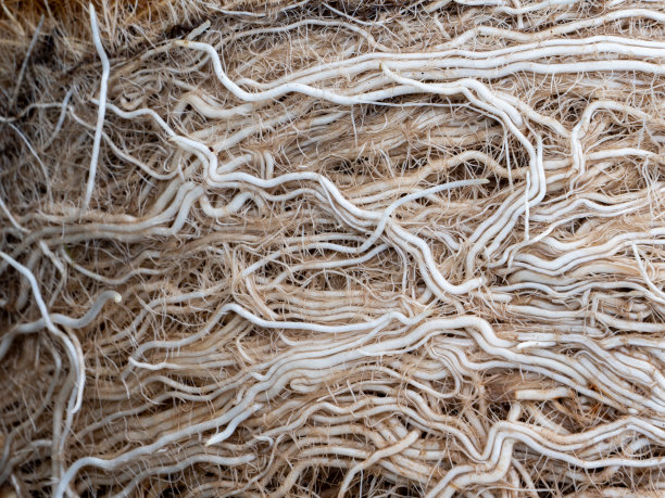 莲藕系统模式图片下载