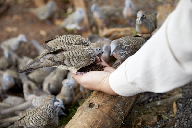 鸽子落在女人的手上吃种子图片下载