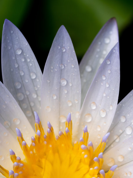 雨水洒在紫黄色的莲花花粉上图片下载