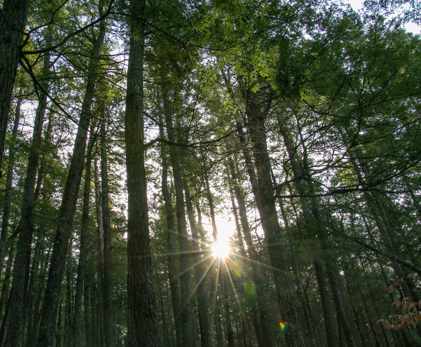 穿过森林的阳光图片下载