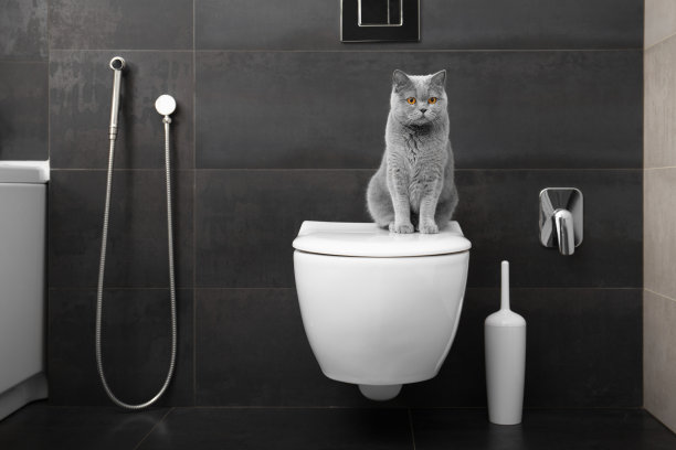 可爱的猫坐在马桶上图片下载