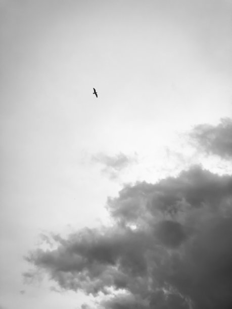 海鸥在乌云中飞翔图片下载