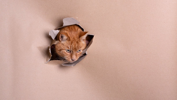 洞里的猫图片下载